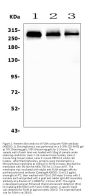 Anti-Filamin A/FLNA Antibody Picoband®