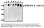 Anti-Filamin 1 (phospho-S2152) FLNA Antibody