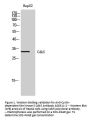 Anti-Cyclin-dependent-like kinase 5 Cdk5 Antibody