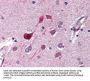 Anti-Cyclin-dependent-like kinase 5 Cdk5 Antibody