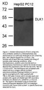 Anti-Protein delta homolog 1 DLK1 Antibody