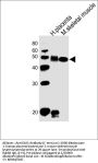 Anti-DLK1 Antibody (C-term)