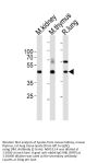 Anti-(Mouse) Dlk1 Antibody (C-term)