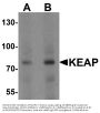 Anti-KEAP1 Antibody