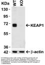 Anti-KEAP1 Antibody