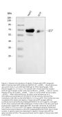 Anti-alpha 1 Fetoprotein/AFP Antibody Picoband®