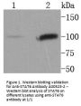 Anti-STAT6 Antibody