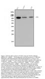 Anti-STAT6 Antibody PicobandÂ®