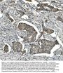 Anti-STAT6 Antibody PicobandÂ®