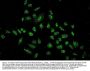Anti-STAT6 Antibody PicobandÂ®