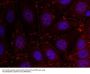 Anti-Her3/ErbB3 (Ab-1289) Antibody