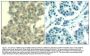 Anti-Her3/ErbB3 (Ab-1328) Antibody