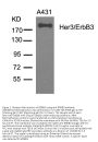 Anti-Her3/ErbB3 (Ab-1328) Antibody