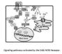 Anti-HER3 ERBB3 Antibody