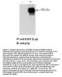 Anti-HER3 ERBB3 Antibody