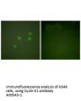 Anti-Cyclin E1 CCNE1 Antibody