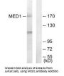 Anti-MED1/Trap220 Antibody