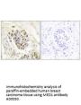 Anti-MED1/Trap220 Antibody