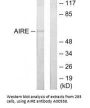 Anti-AIRE/Aire 1 Antibody