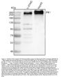 Anti-Fibronectin/FN1 Antibody Picoband®