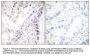 Anti-Phospho-CREB-1 (S142) Antibody