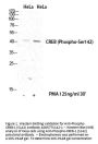 Anti-Phospho-CREB-1 (S142) Antibody