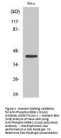 Anti-Phospho-CREB-1 (S142) Antibody