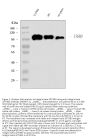 Anti-Integrin beta 3/ITGB3 Antibody Picoband®