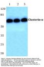 Anti-Clusterin-Alpha (E436) Antibody
