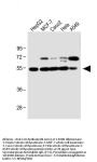 Anti-CLU Antibody (N-term)