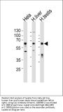 Anti-CLU Antibody (N-term)