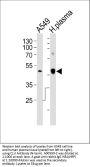 Anti-CLU Antibody (N-term)