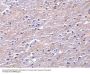 Anti-Clusterin Antibody