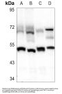 Anti-PPAR-Alpha (G17) PPARA Antibody
