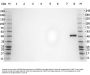 Anti-PPAR alpha Antibody