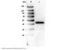Anti-PPAR alpha Antibody
