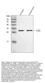 Anti-Prolactin/PRL Antibody Picoband®