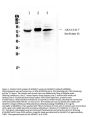 Anti-ADAM17 Antibody Picoband®