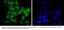 Anti-SIRT6 Antibody