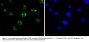 Anti-SIRT6 Antibody