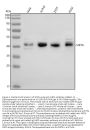 Anti-SIRT6 Antibody Picoband®