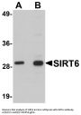 Anti-SIRT6 Antibody