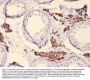 Anti-Cytochrome P450 17A1/CYP17A1 Antibody Picoband®