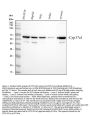 Anti-Cytochrome P450 17A1/CYP17A1 Antibody Picoband®
