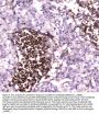 Anti-Lactoferrin/LTF Antibody Picoband®