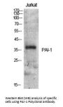 Anti-PAI-1 SERPINE1 Antibody
