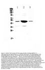 Anti-PAI1/Serpine1 Antibody Picoband®