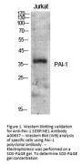 Anti-PAI-1 SERPINE1 Antibody