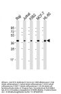 Anti-SELL Antibody (C-term)