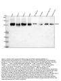 Anti-FOXM1 Antibody Picoband®